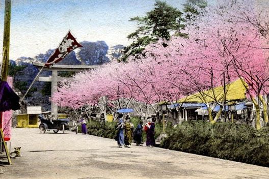 桜の咲く段葛