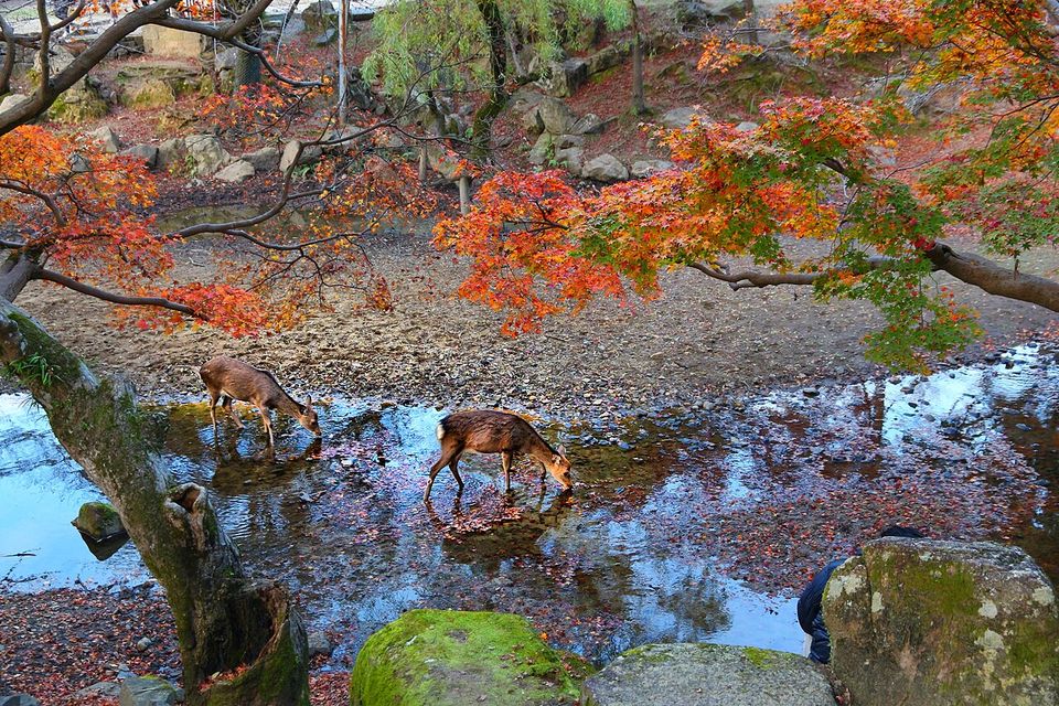奈良公園の鹿