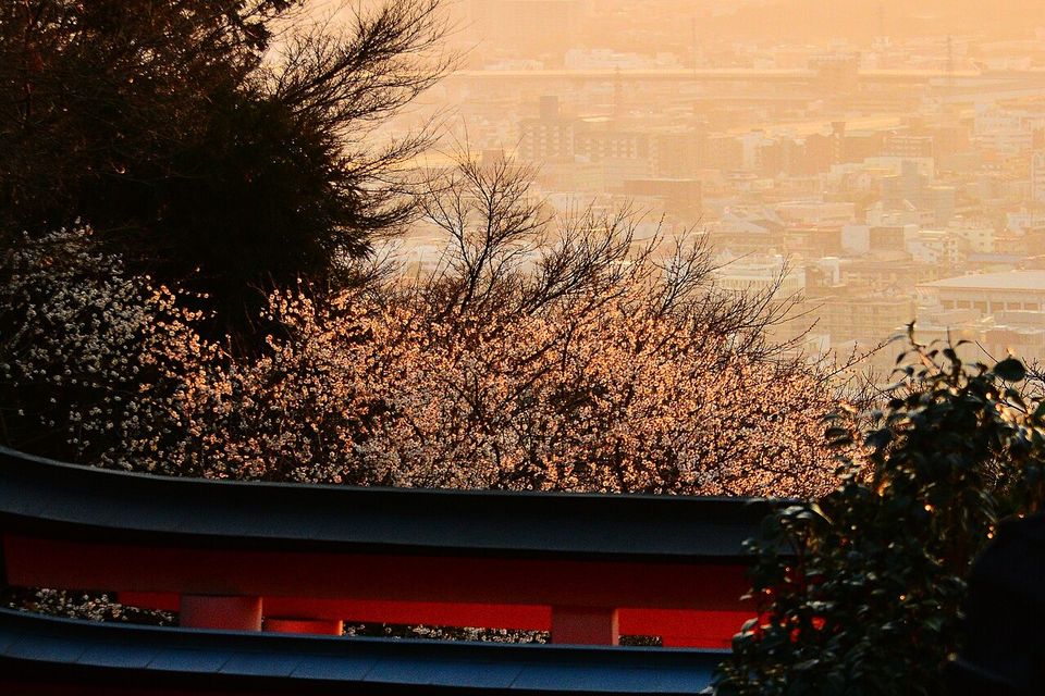 稲荷山の中腹から見る京都の街